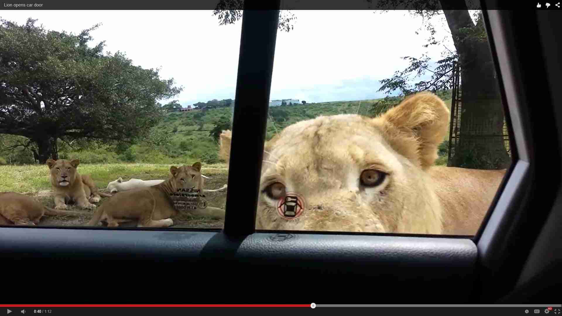 Lion opens car door - YouTube