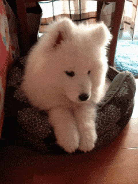 明るい気分になれるGIF画像を貼っていくトピ