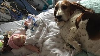 【涙腺崩壊】赤ちゃんの最期を看取った犬の姿に、世界中が涙する・・・ - YouTube