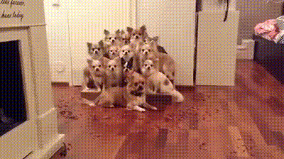 明るい気分になれるGIF画像を貼っていくトピ