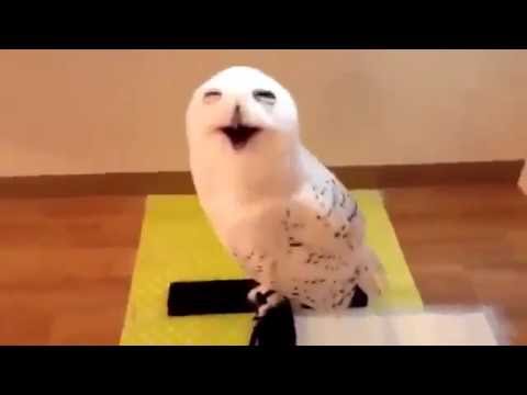 鳴き声が美輪明宏さんなフクロウ - YouTube