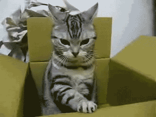 明るい気分になれるGIF画像を貼っていくトピ