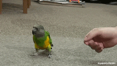 明るい気分になれるGIF画像を貼っていくトピ
