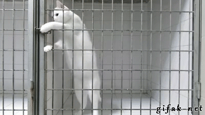 明るい気分になれるGIF画像を貼っていくトピ