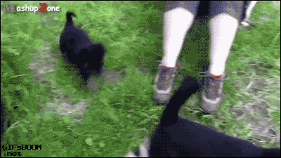 明るい気分になれるGIF画像を貼っていくトピ