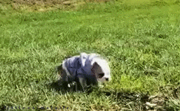 明るい気分になれるGIF画像を貼っていくトピ