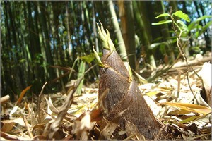 クマに襲われ？61歳死亡＝タケノコ採りの山で―秋田