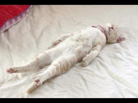 ガルちゃん猫カフェ15号店開店しました♪（初めての方も大歓迎！） 