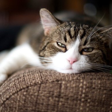 『小さな巨人』、無能過ぎで「捜査妨害レベルの刑事」芳根京子がドラマぶち壊し | ビジネスジャーナル