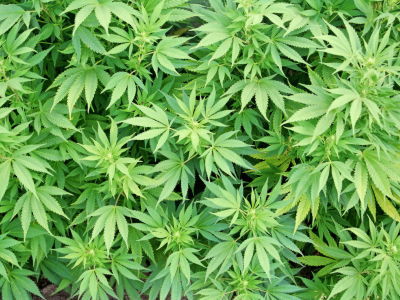 マリファナ(大麻)は酒やタバコよりも安全というのは本当なのか！？ - NAVER まとめ