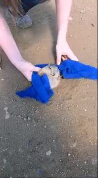 明るい気分になれるGIF画像を貼っていくトピ