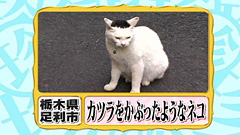 ガルちゃん猫カフェ15号店開店しました♪（初めての方も大歓迎！） 