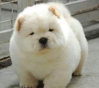 可愛い犬の画像くださいませ