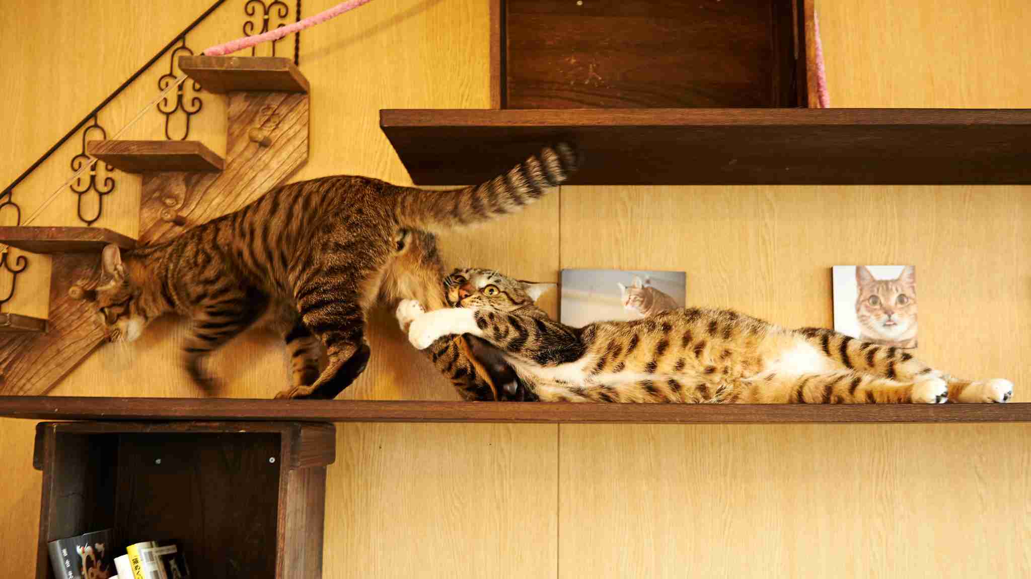 ガルちゃん猫カフェ15号店開店しました♪（初めての方も大歓迎！） 