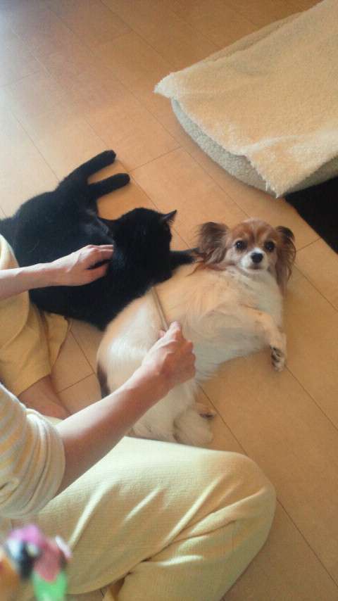 杉本彩が保護した犬の表情が変わりすぎwww  |  毒女ニュース