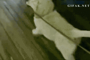 明るい気分になれるGIF画像を貼っていくトピ