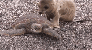 明るい気分になれるGIF画像を貼っていくトピ