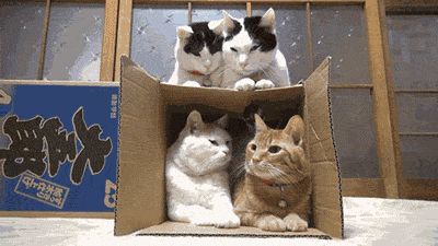 明るい気分になれるGIF画像を貼っていくトピ