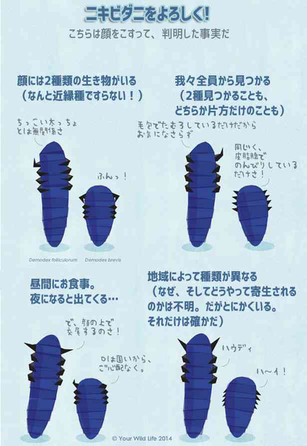 あなたは一人じゃない。誰の顔にも住んでいて、寝て食べて、交尾して死んでいく「顔ダニ」に関する事実【顔ダニ出演注意】