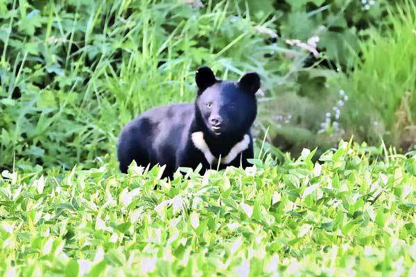 秋田「人食いグマ」、3頭残存か…額に古傷、赤毛、気性が荒いなどそれぞれに特徴