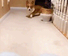 明るい気分になれるGIF画像を貼っていくトピ