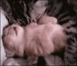 明るい気分になれるGIF画像を貼っていくトピ