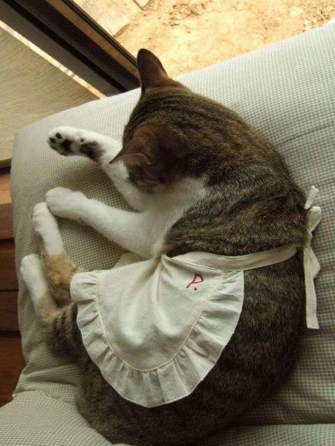 ガルちゃん猫カフェ15号店開店しました♪（初めての方も大歓迎！） 