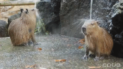 明るい気分になれるGIF画像を貼っていくトピ