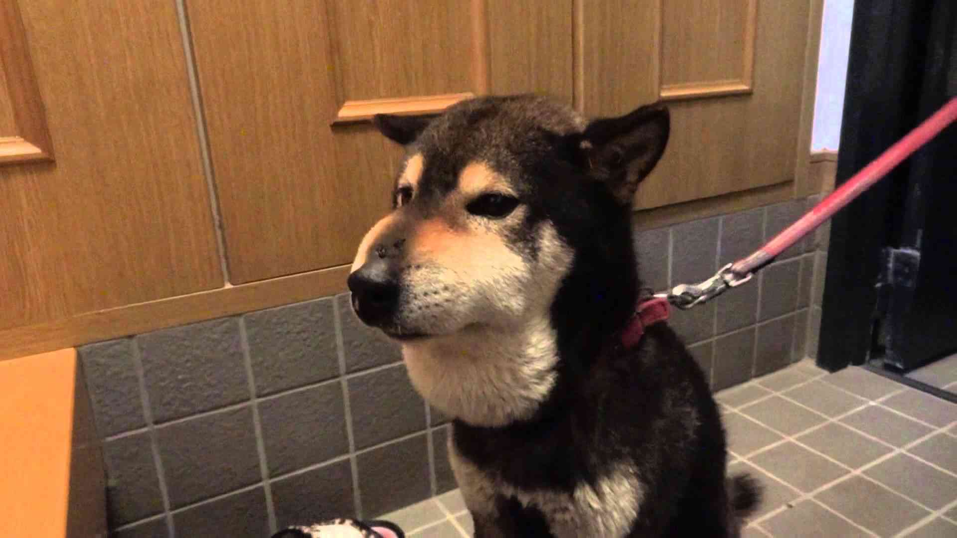 マムシに噛まれた柴犬ラッキー - YouTube