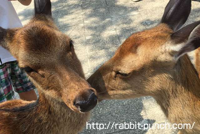 宮島のシカは餓死で激減した！世界遺産の影に隠れた広島の闇とは？