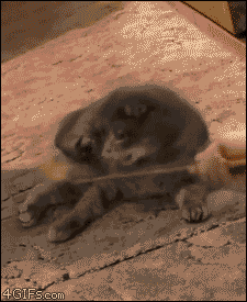 明るい気分になれるGIF画像を貼っていくトピ
