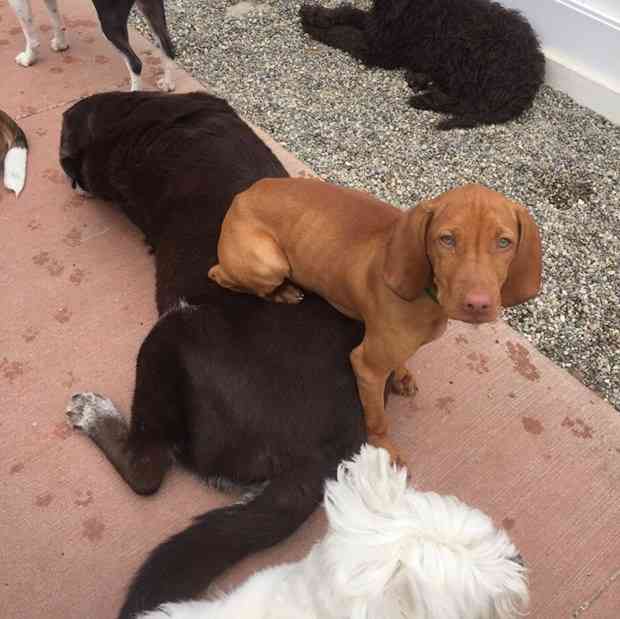どうしてこうなった(笑)?この犬のこだわりが…ちょっとオカシイ