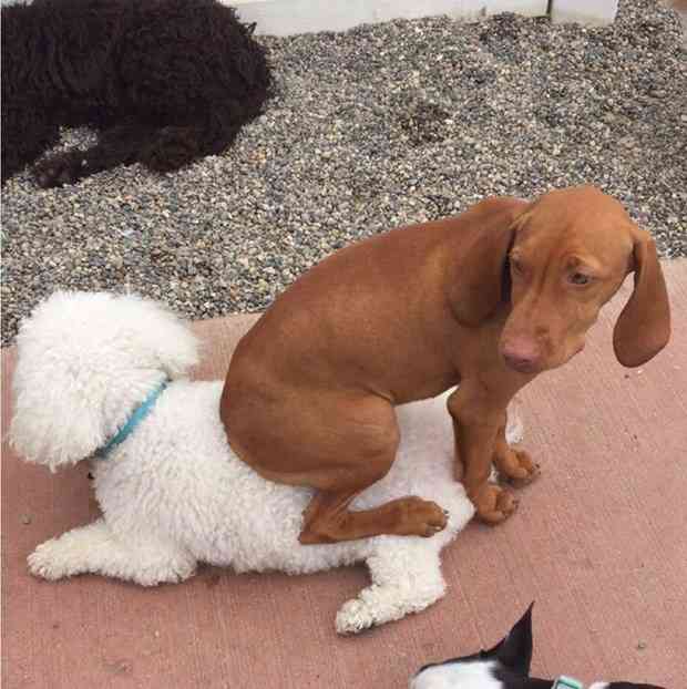 どうしてこうなった(笑)?この犬のこだわりが…ちょっとオカシイ