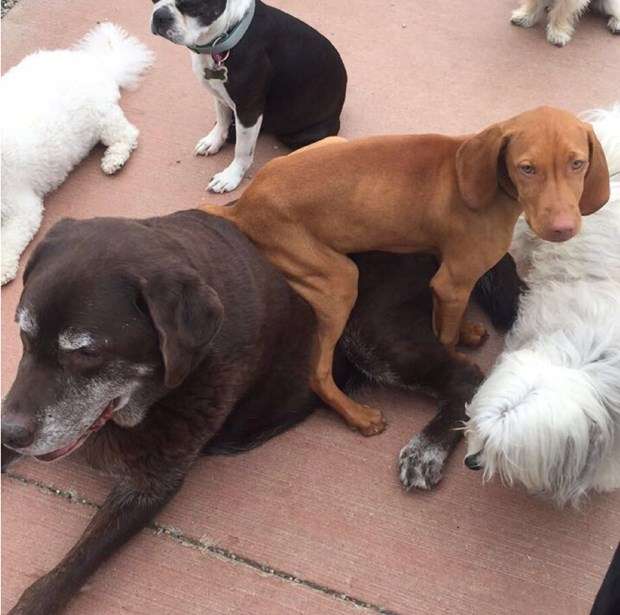 どうしてこうなった(笑)?この犬のこだわりが…ちょっとオカシイ