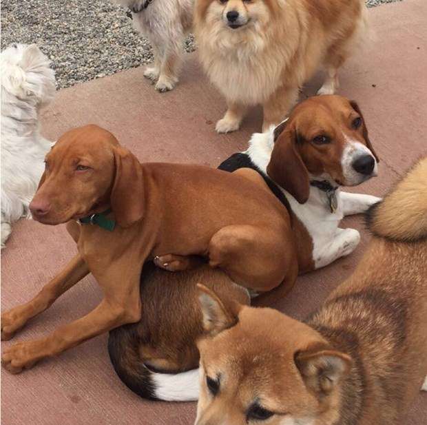 どうしてこうなった(笑)?この犬のこだわりが…ちょっとオカシイ