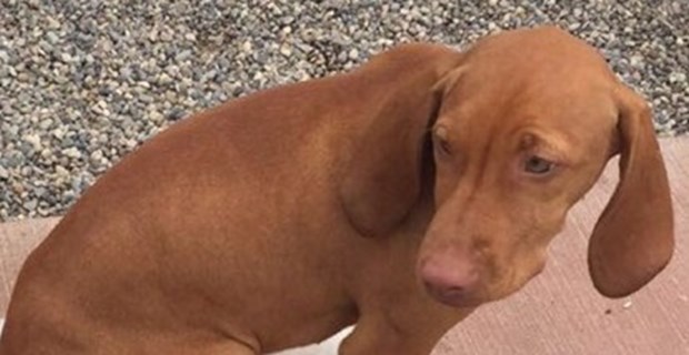 どうしてこうなった(笑)？この犬のこだわりが…ちょっとオカシイ | BUZZmag