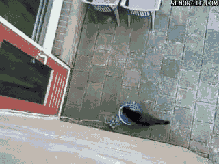 明るい気分になれるGIF画像を貼っていくトピ