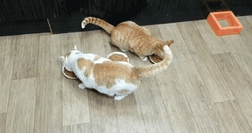 明るい気分になれるGIF画像を貼っていくトピ