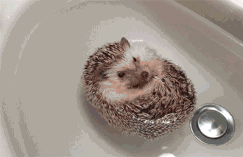 明るい気分になれるGIF画像を貼っていくトピ