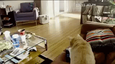 明るい気分になれるGIF画像を貼っていくトピ