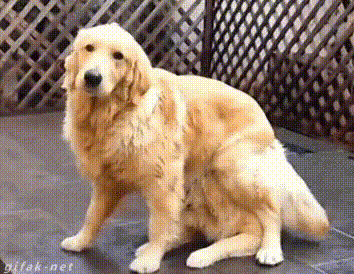 明るい気分になれるGIF画像を貼っていくトピ