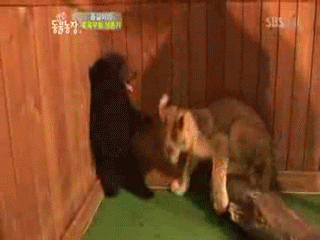 明るい気分になれるGIF画像を貼っていくトピ
