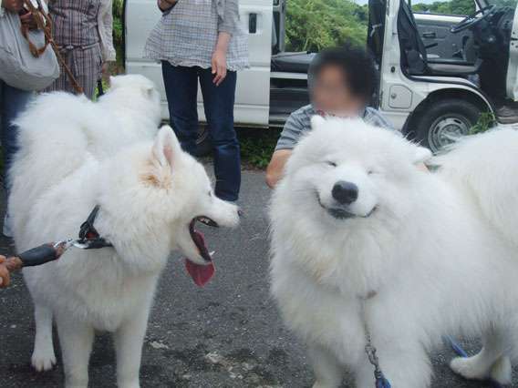 可愛い犬の画像くださいませ