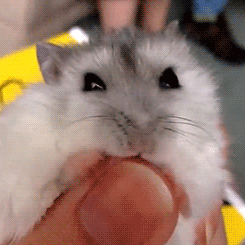 明るい気分になれるGIF画像を貼っていくトピ