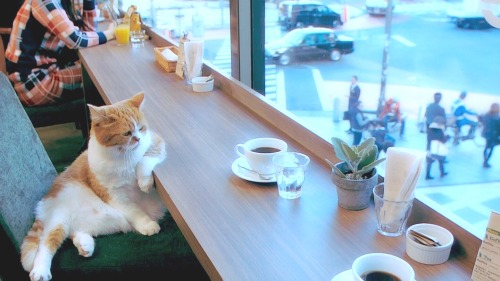 ガルちゃん猫カフェ15号店開店しました♪（初めての方も大歓迎！） 