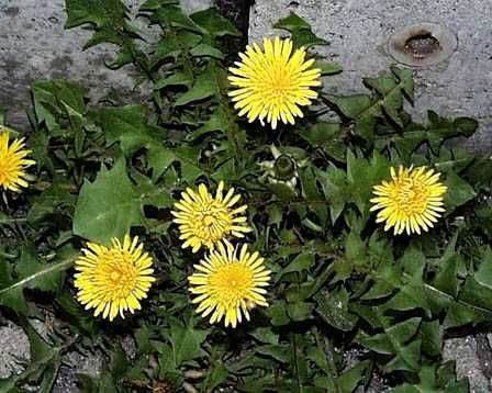 この貧困時代を生き抜くサバイバル術！食べられる野草一覧 - NAVER まとめ