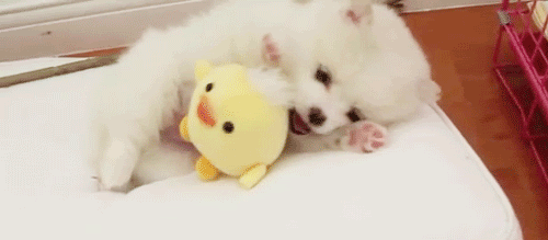明るい気分になれるGIF画像を貼っていくトピ