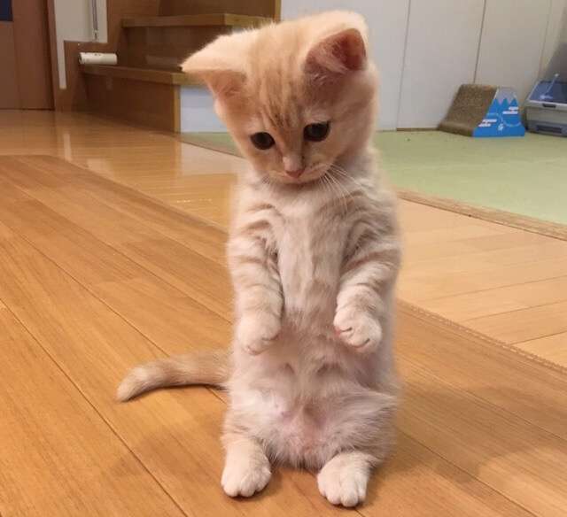 短足の愛らしさを愛でるトピ
