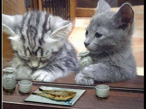 髪質の悩み 猫っ毛