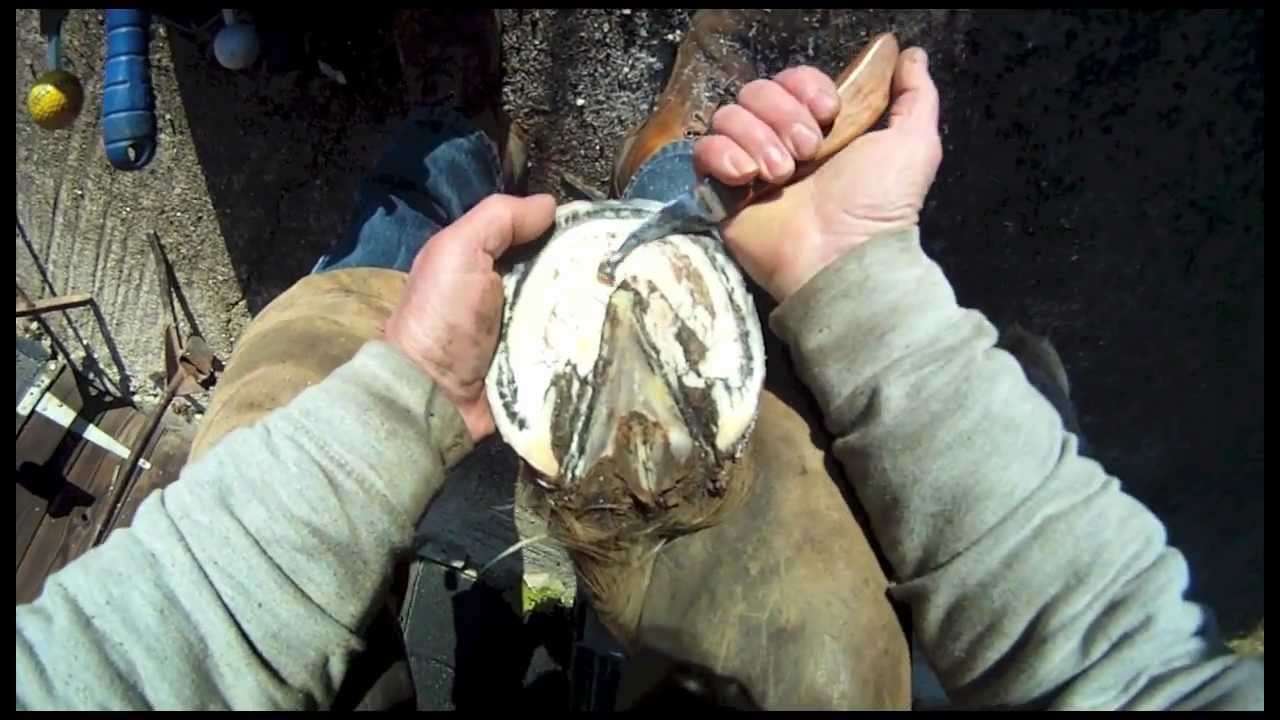 Horse Shoeing - YouTube